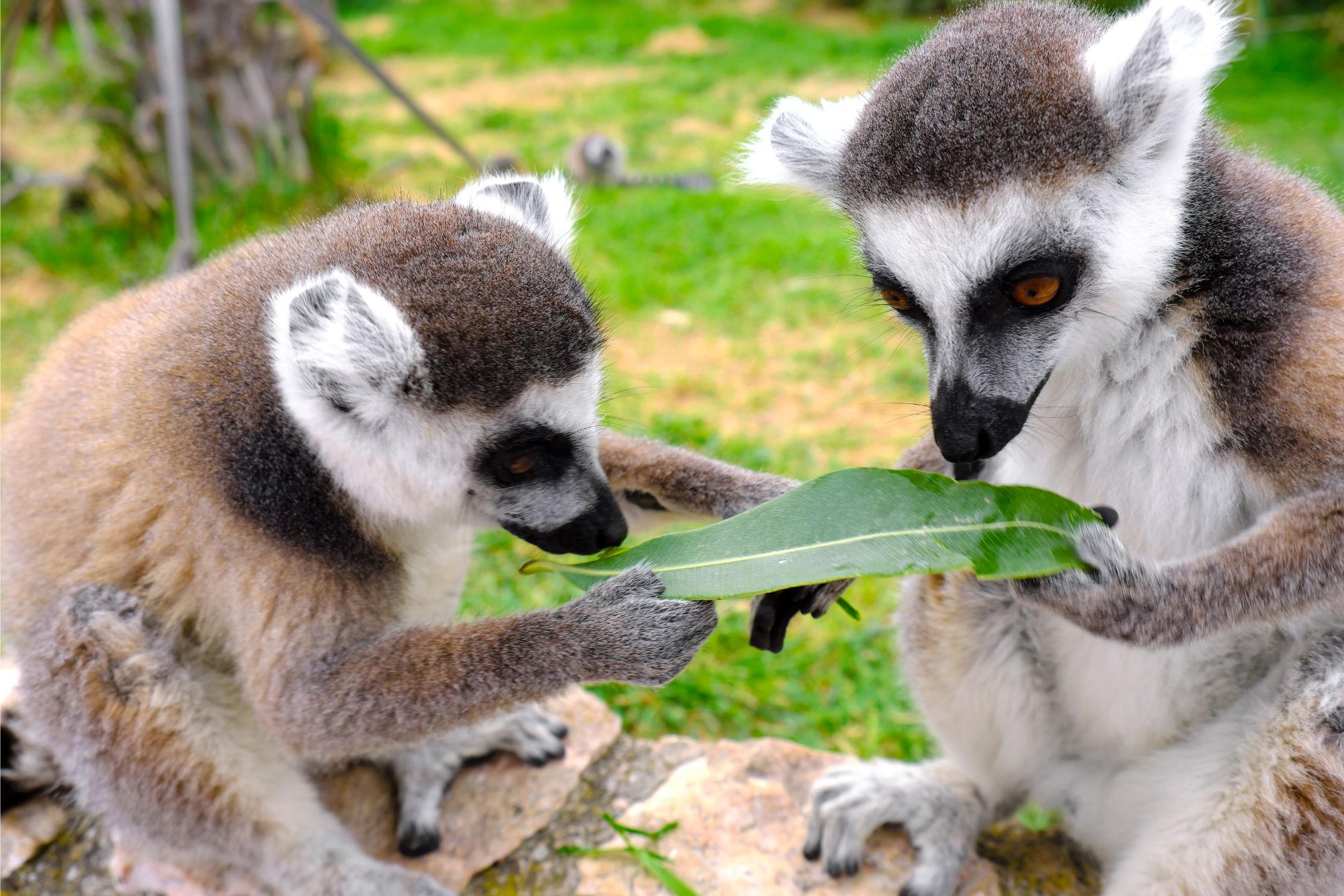 Pair-of-Lemurs（JPEG 图像，2000x1333 像素） — 缩放 (75-.jpg