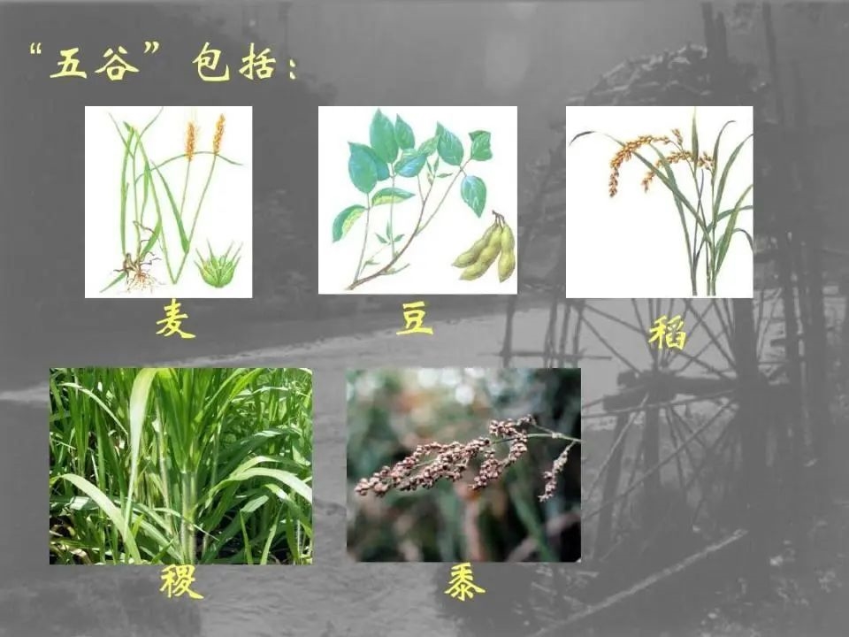 中国失传1000年的主食 现在又成了“土豪米”还要从国外进口