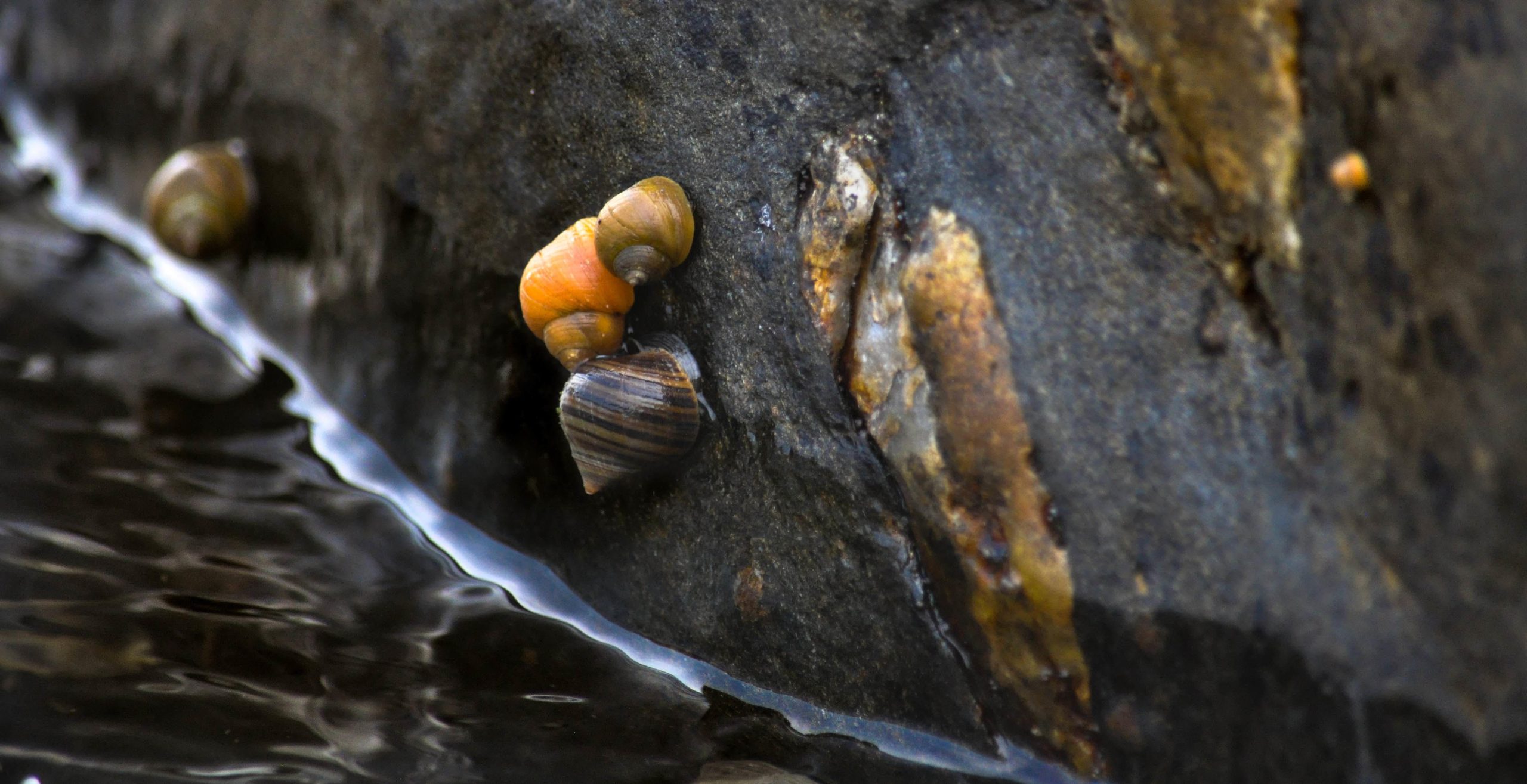 Littorina-Snails-Rock-scaled.jpg