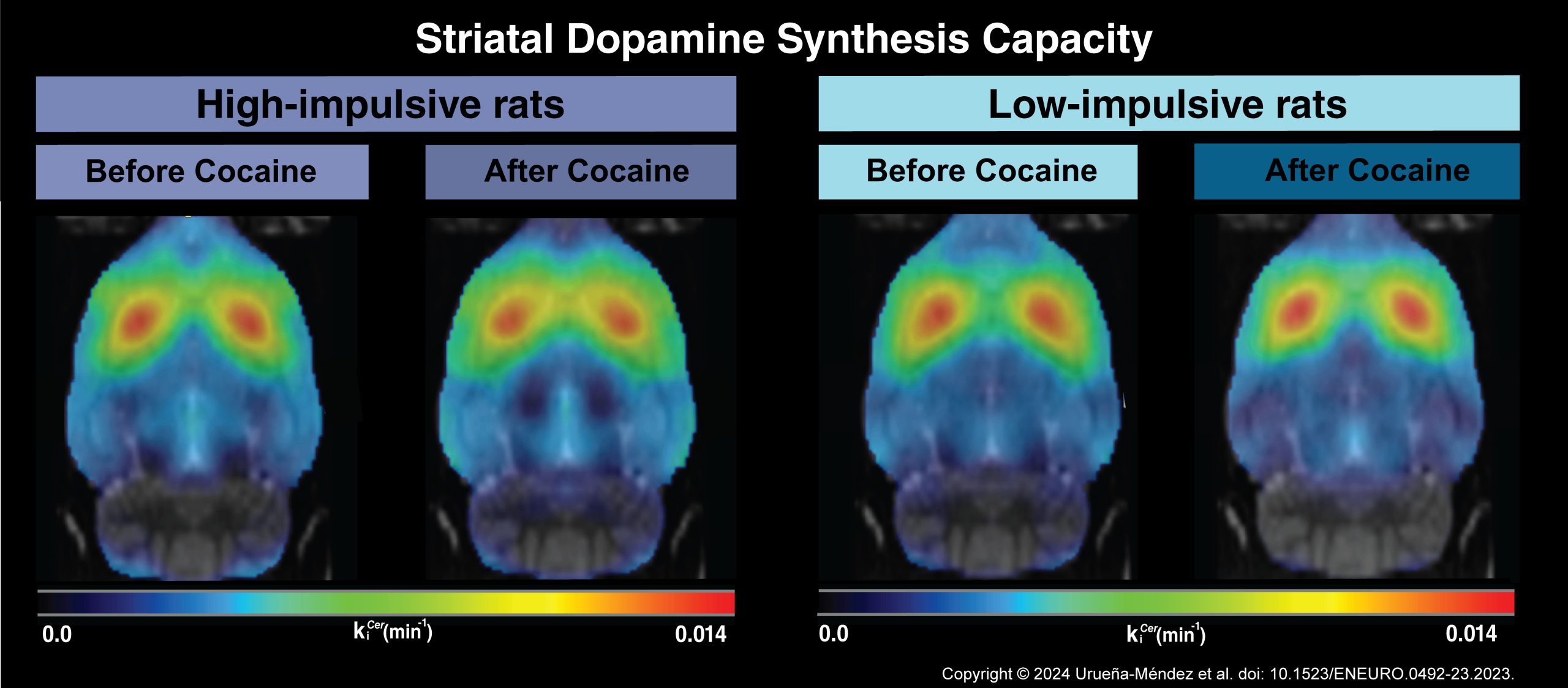 Dopamine-Production-Is-Not-Behind-Vulnerability-to-Cocaine-Abuse-scaled.jpg