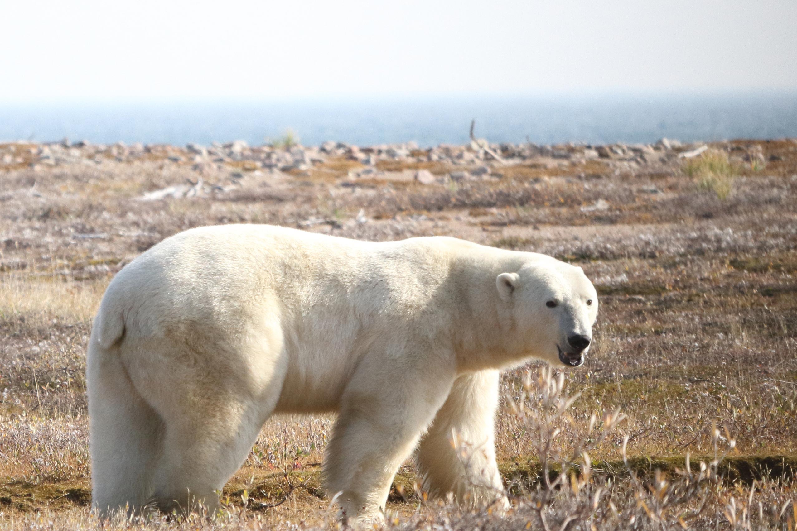 Polar-Bear-Western-Hudson-Bay-Area.jpg