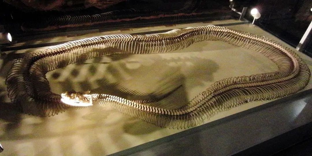 亚马逊发现巨蟒新物种：系现存最大蛇类 长7.5米重半吨