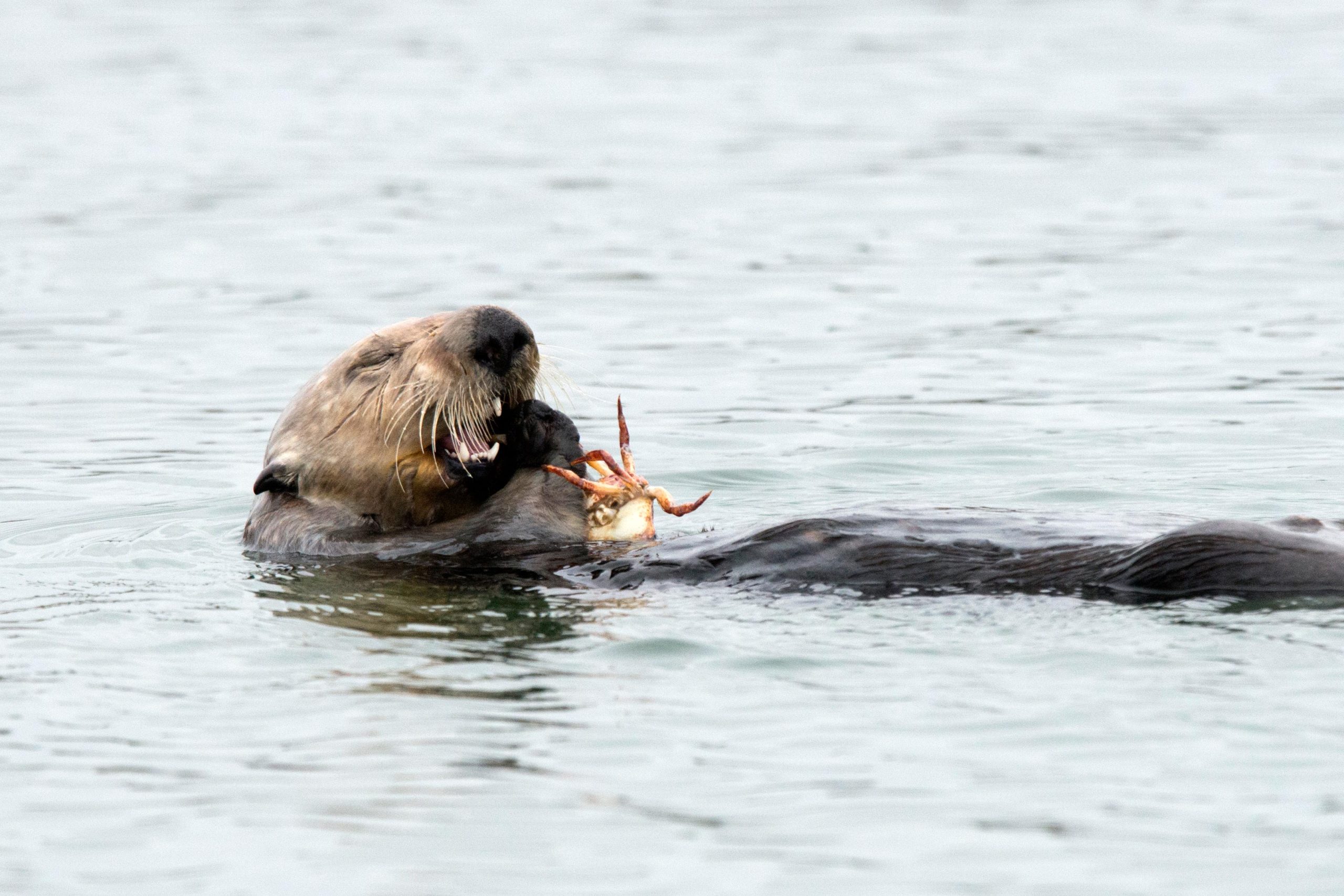 Sea-Otters-Eat-Crabs-scaled.jpg
