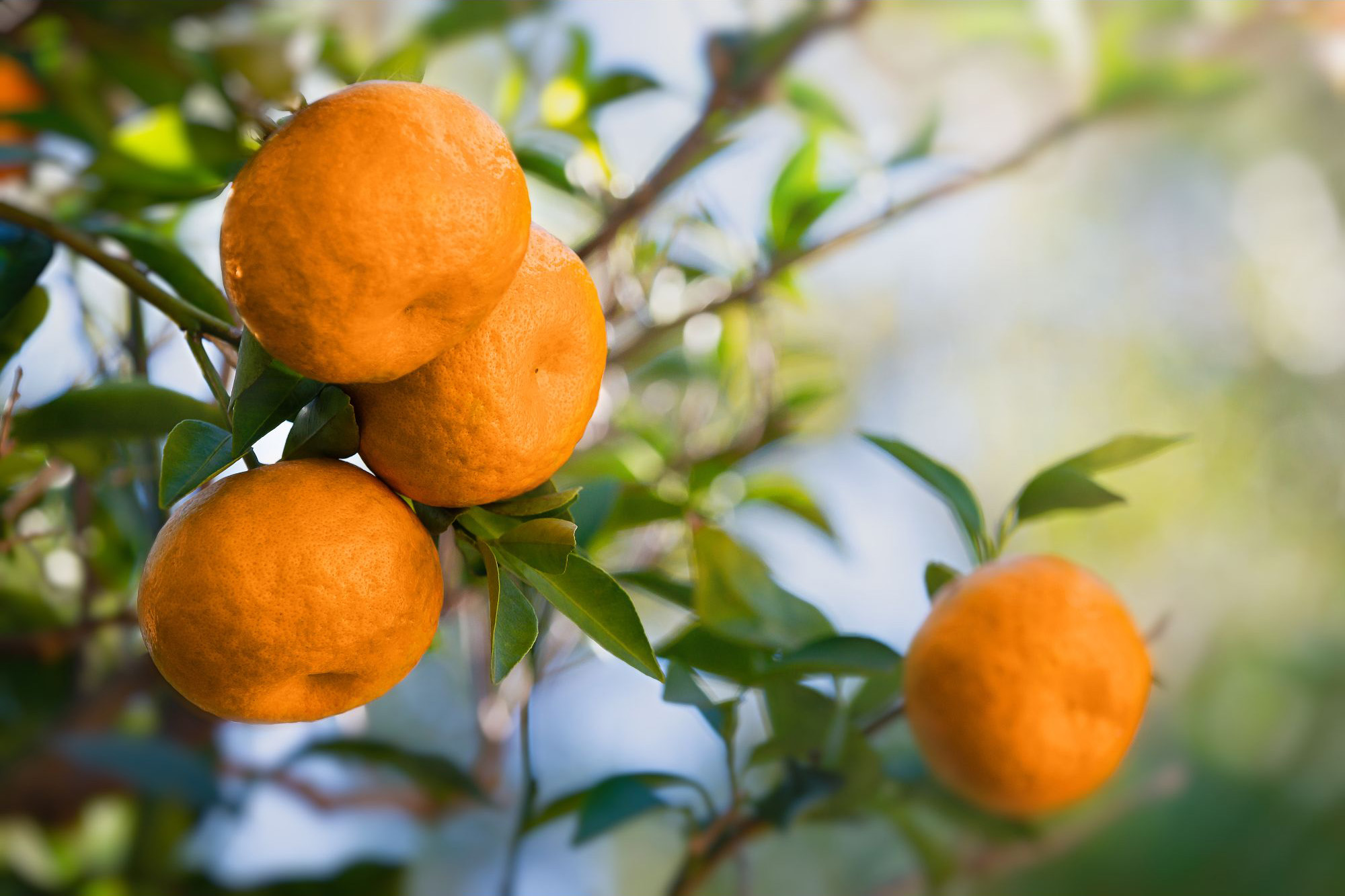 Tangerine-Tree.jpg