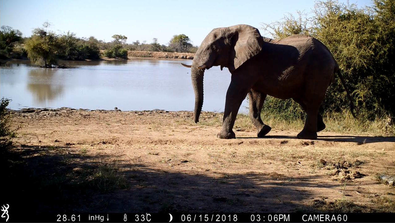 Elephant-Still-Image-From-Camera-Recording.jpg