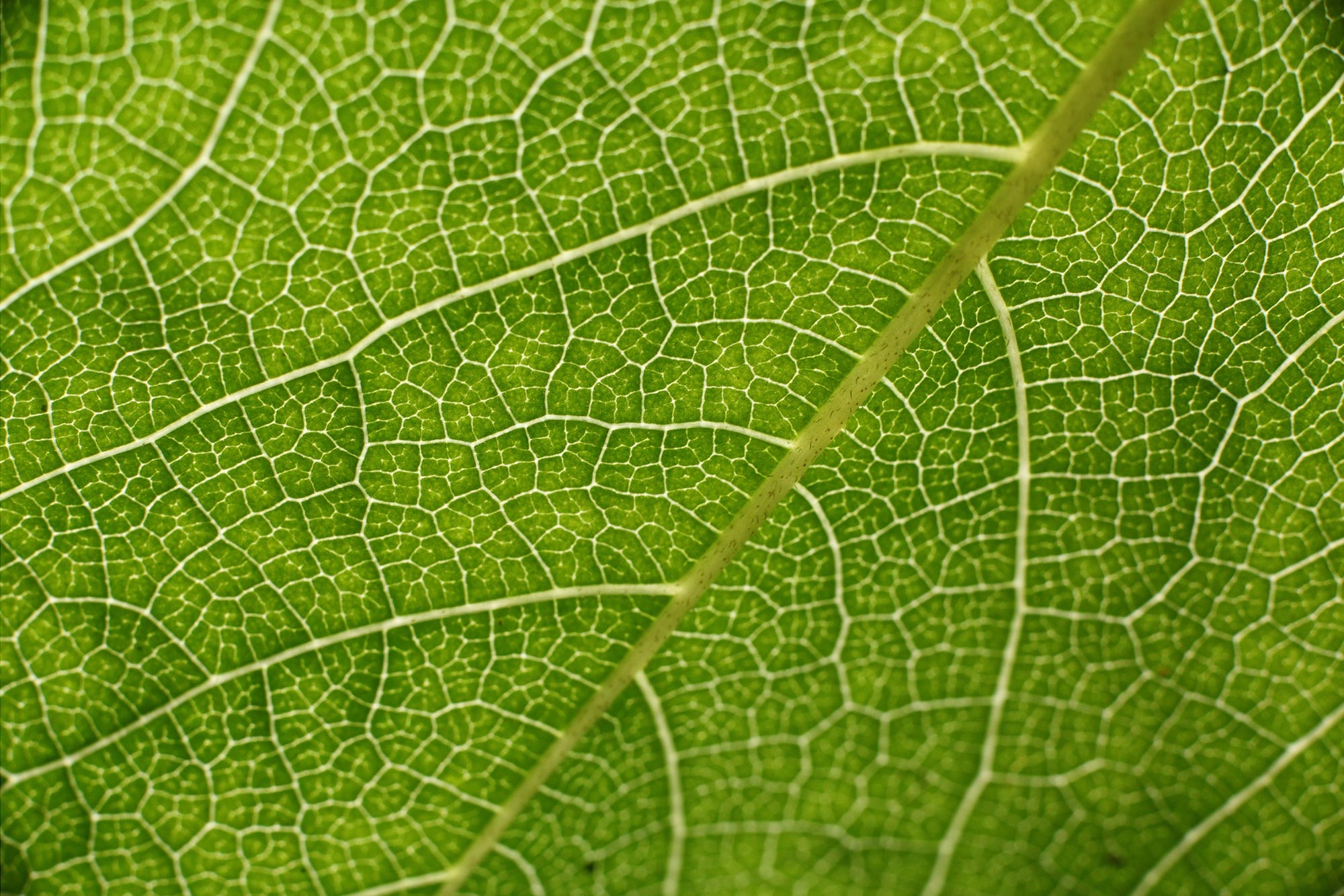 Green-Leaf-Close-Up.jpg