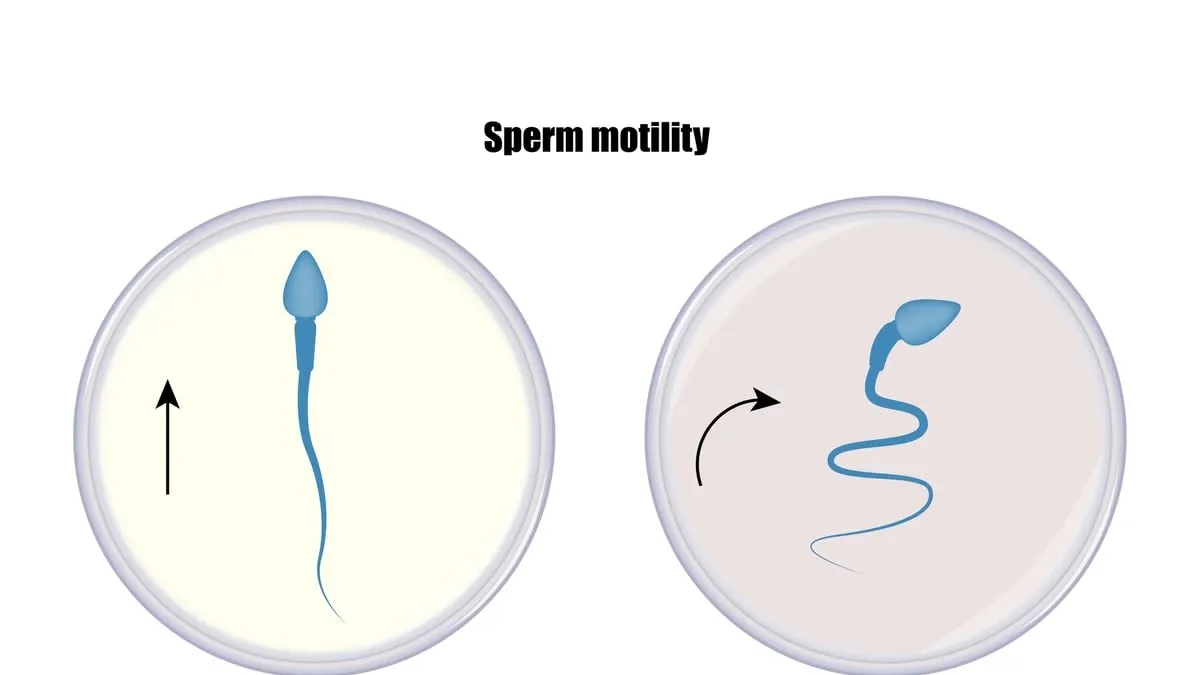 sperm-motility-ultrasound-research-20240215004338.webp