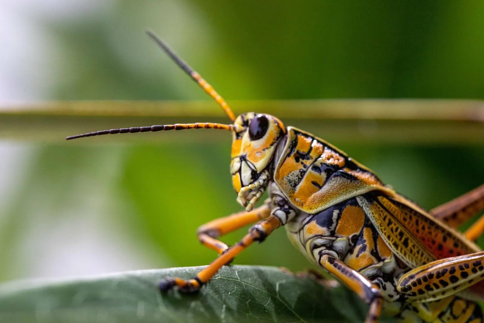 Eastern-Lubber-Grasshopper.jpg