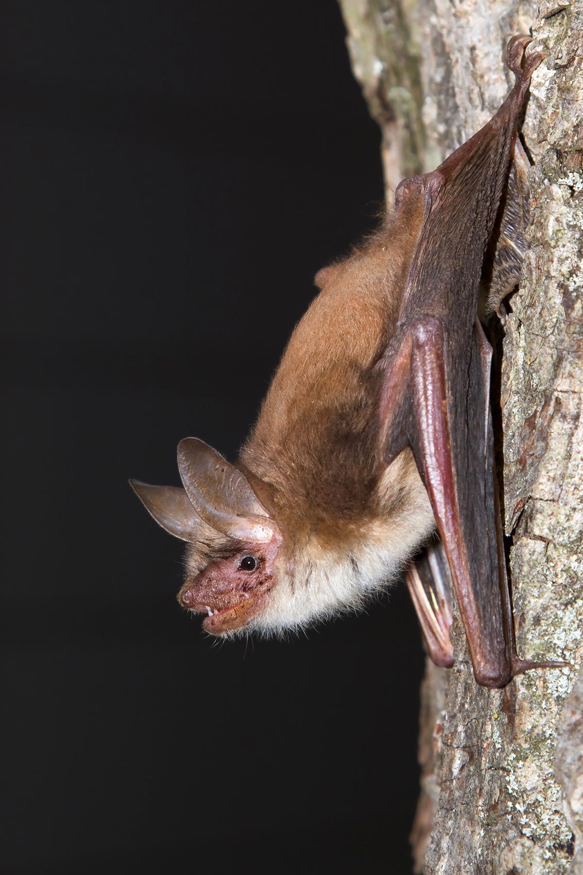 Myotis-Bat.jpg