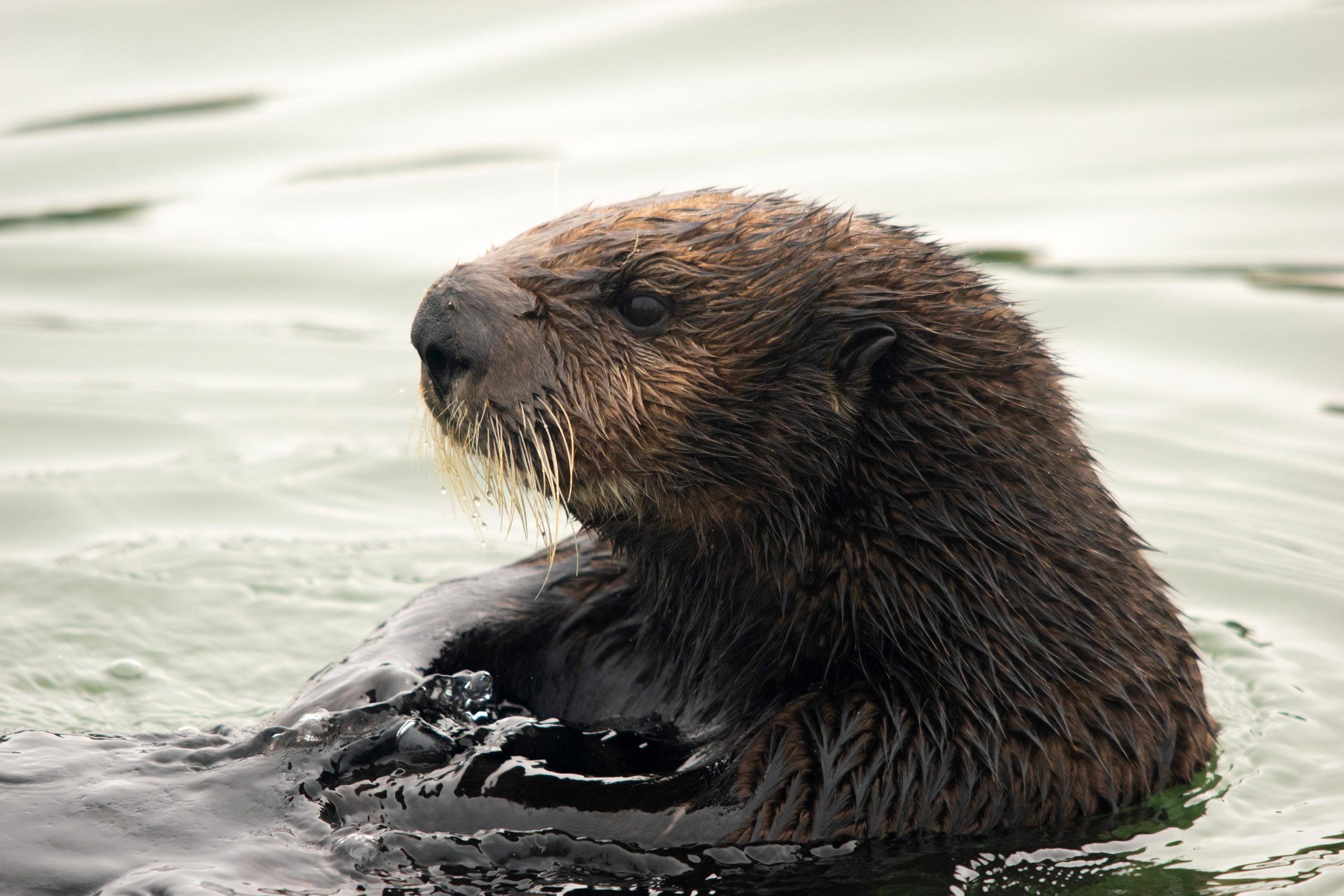 Sea-Otter-Close-scaled.jpg