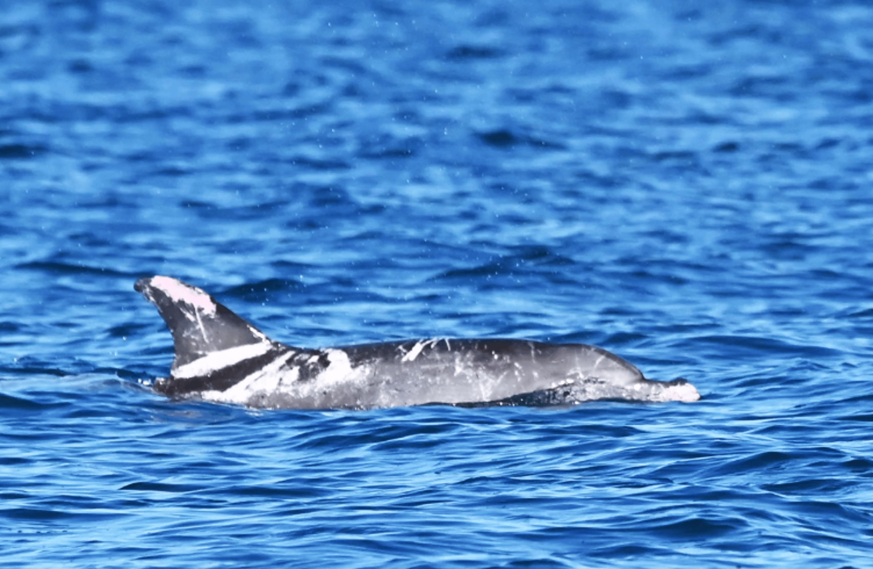 澳大利亚首条白化海豚