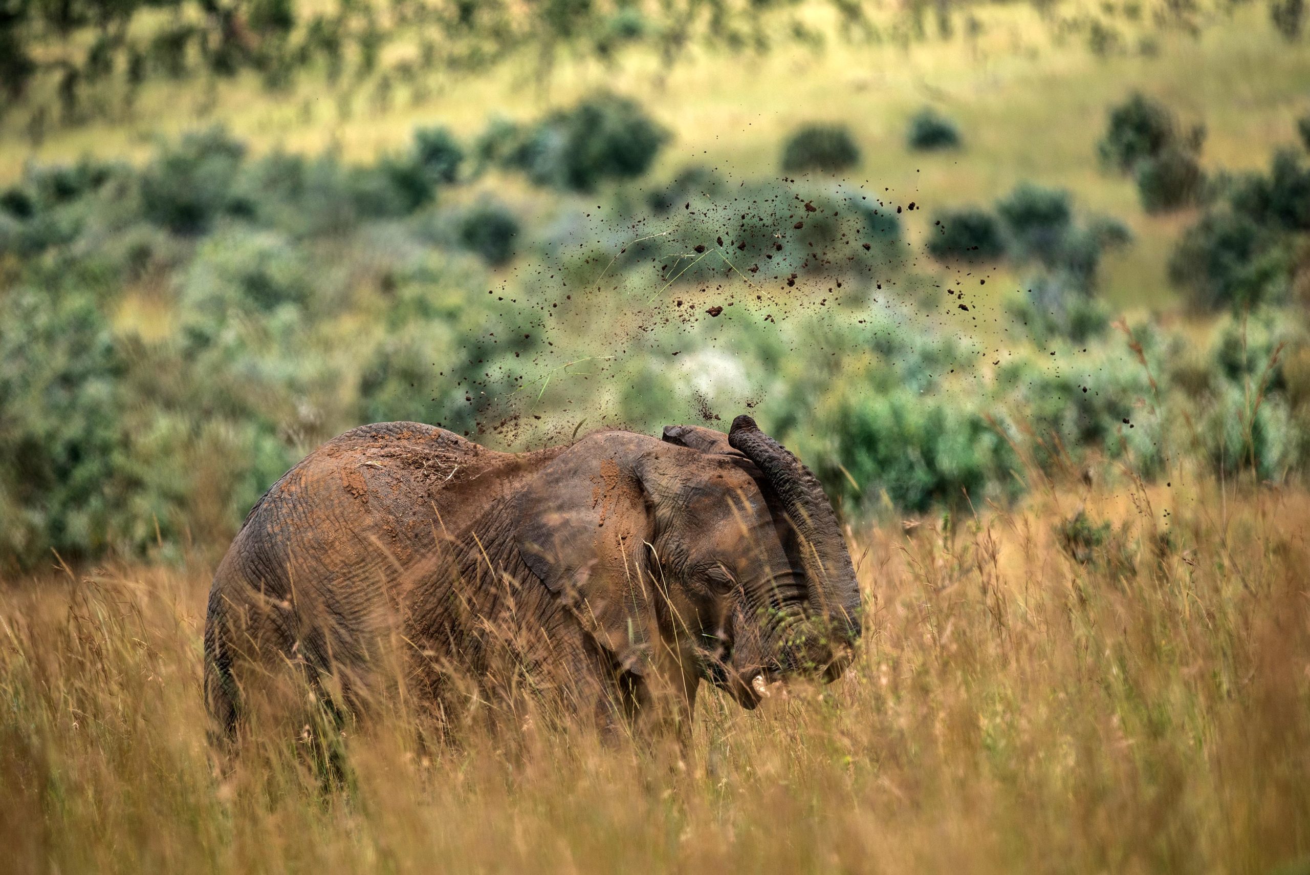 Elephant-Loxodonta-africana-Throws-Dirt-scaled.jpg