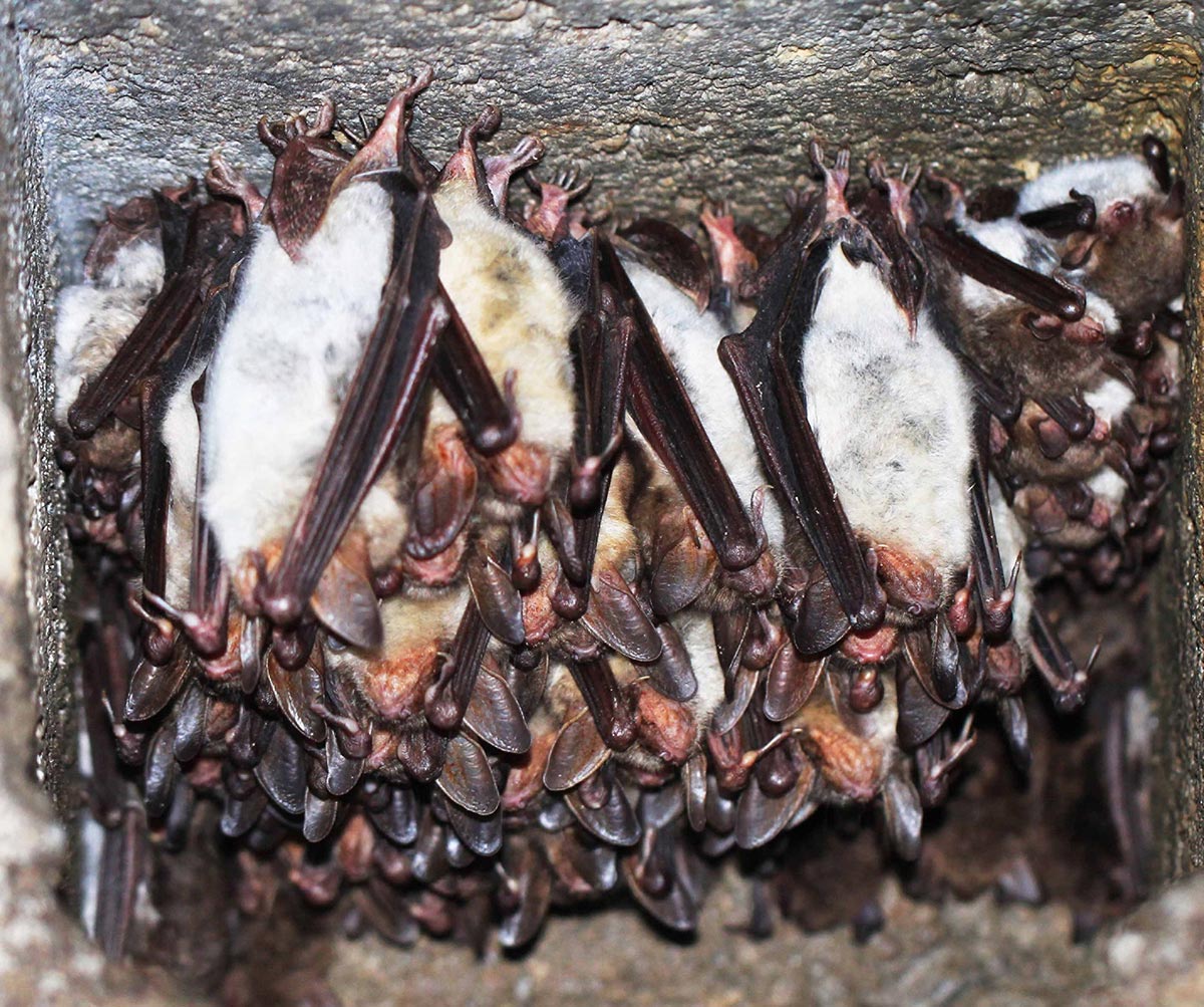 Myotis-Bats-Roosting-Together.jpg