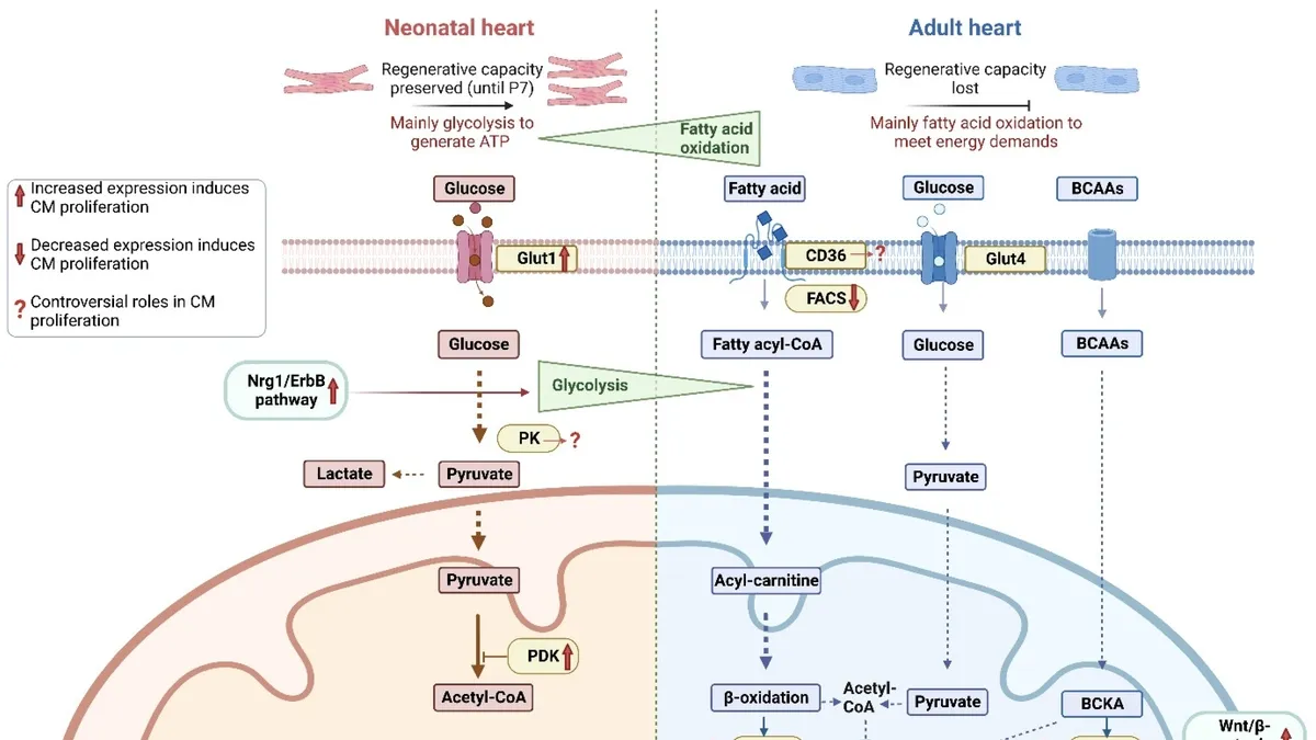 reduced-mitochondrial-protein-translation-promotes-cardiomyocyte-proliferation-and-heart-regeneration-20231209003905.webp