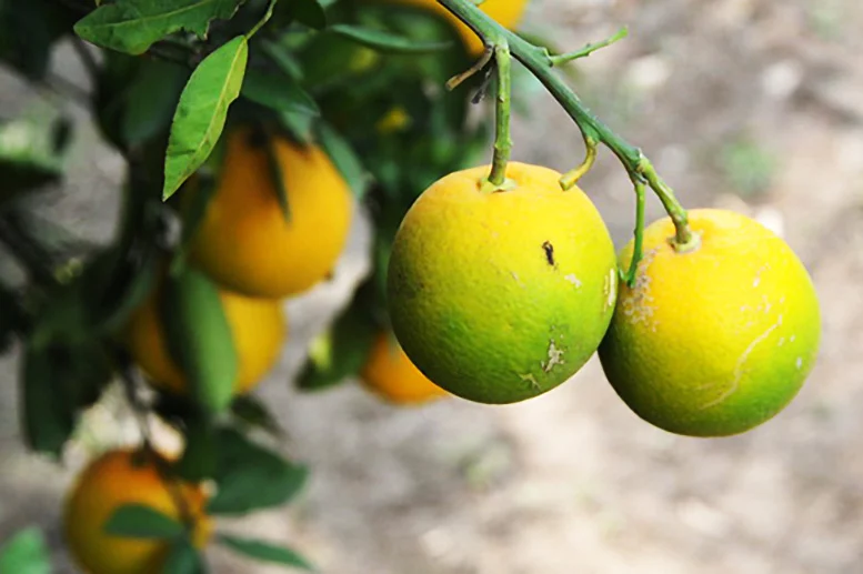 新发现加速了科学家寻找改良柑橘抗病性的对策