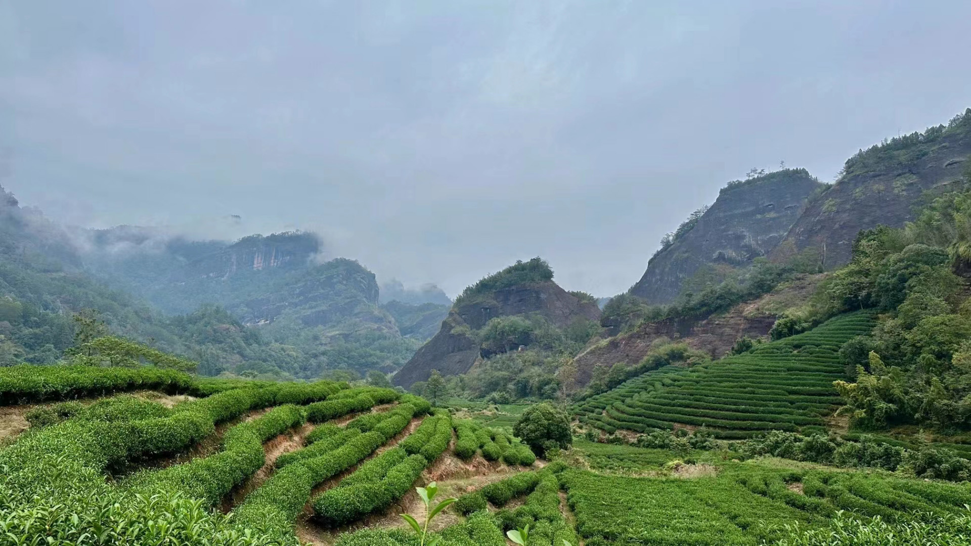 Tea-Mountain-in-Fujian.jpg