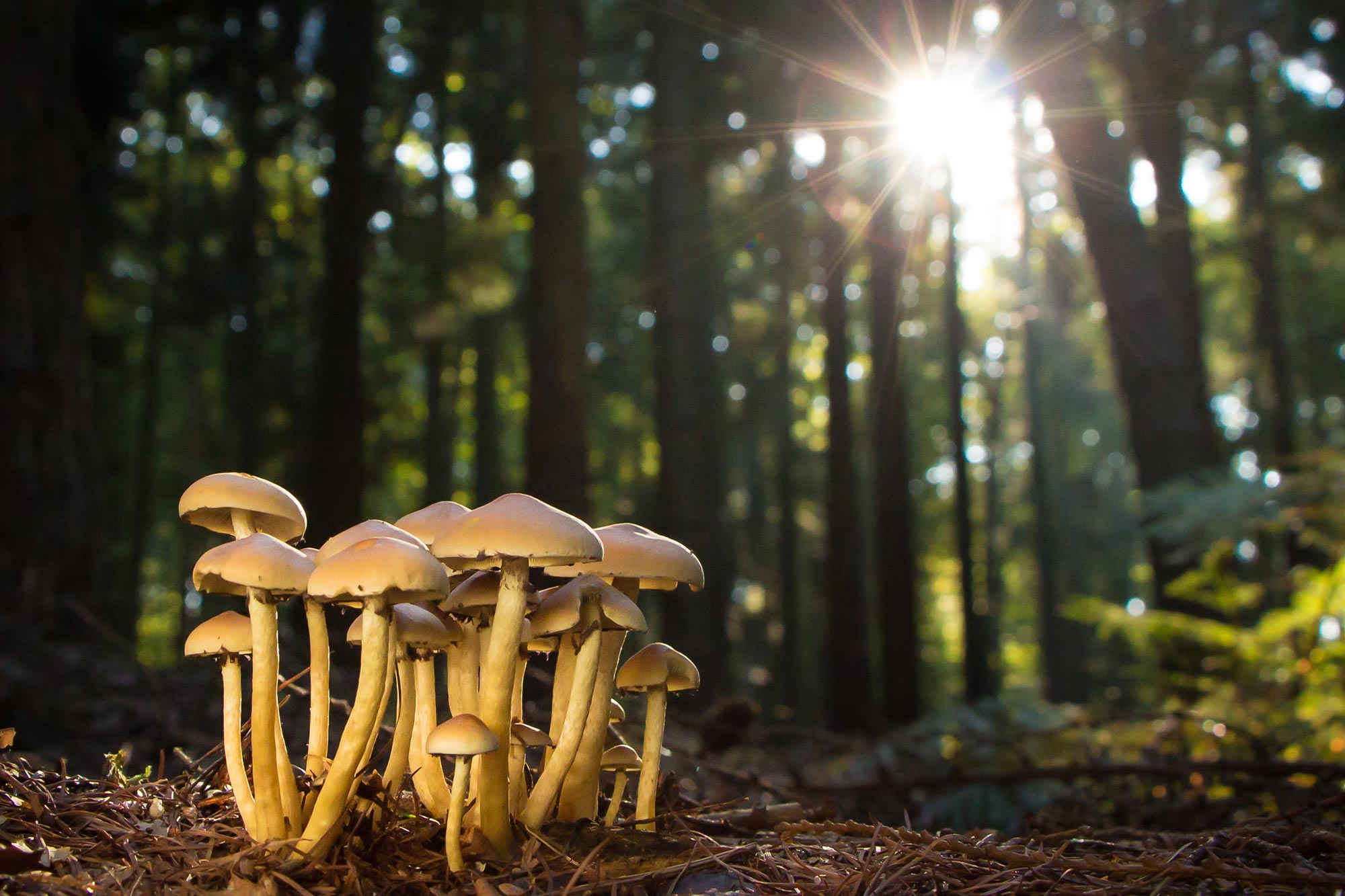 Forest-Mushrooms-Fungi.jpg