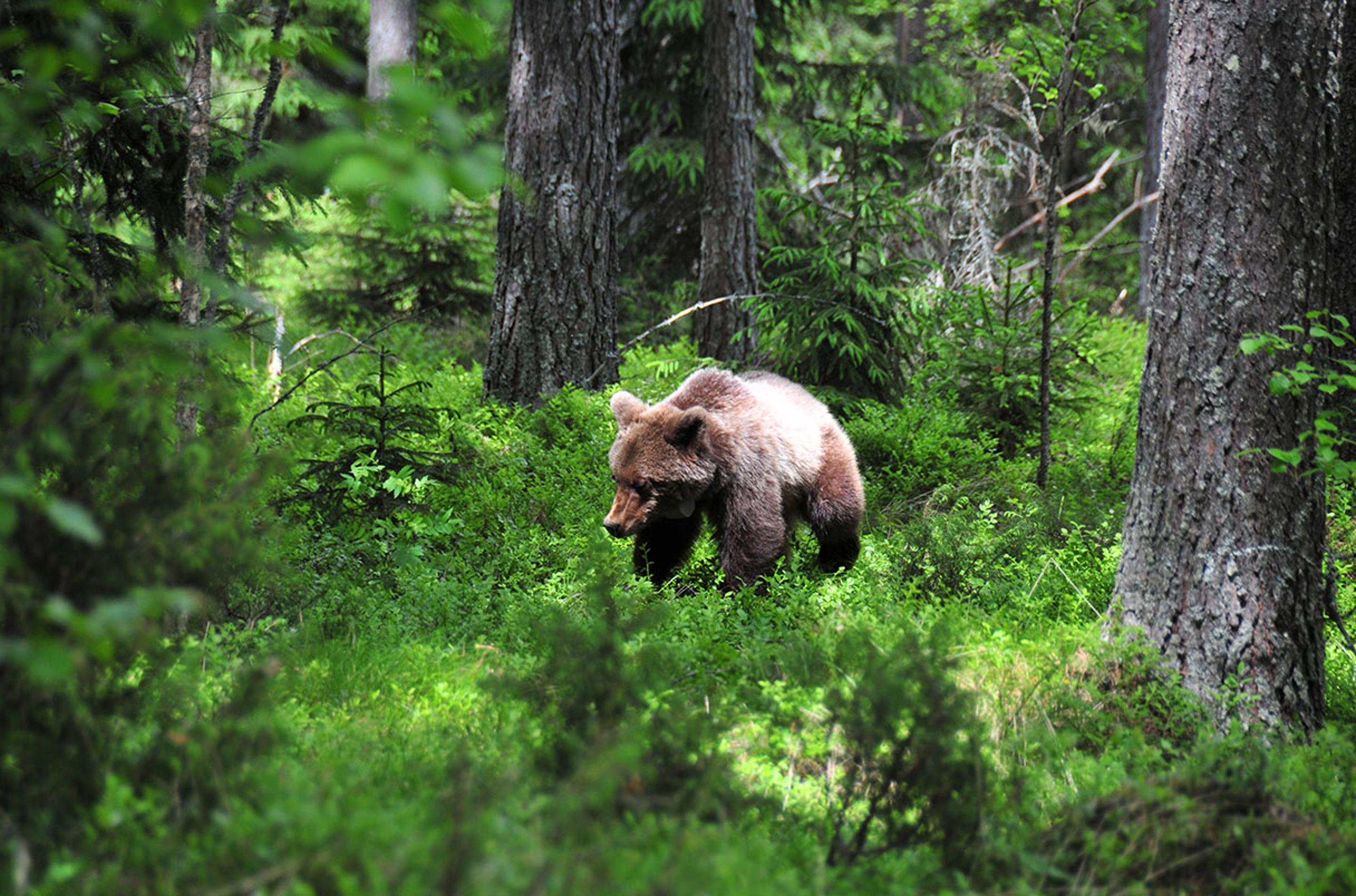 冰河时代的幸存者：棕熊是如何战胜灭绝的？