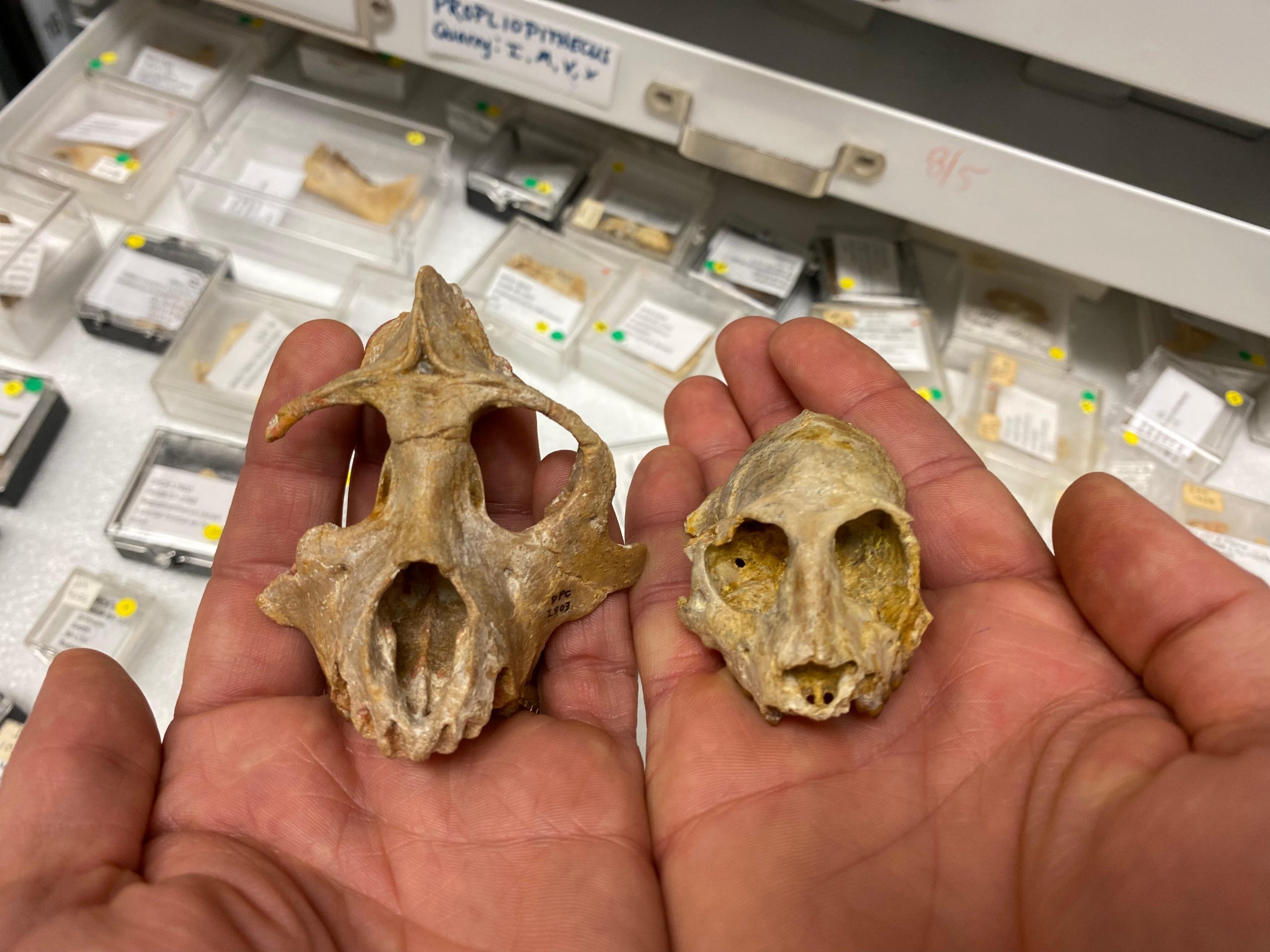 Skulls-of-29-Million-Year-Old-Primates-scaled.jpg