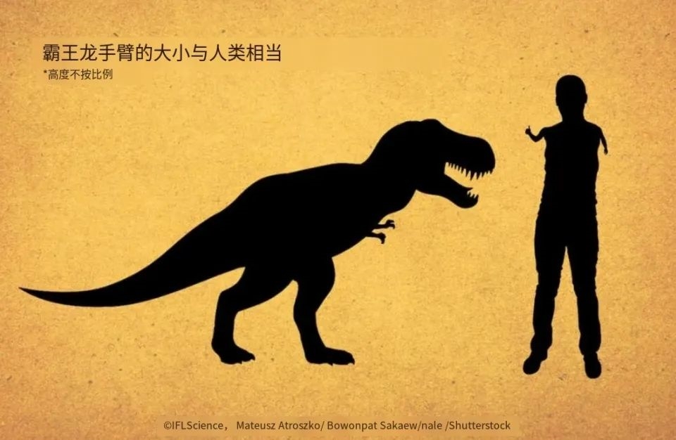 霸王龙这样的大型食肉恐龙 为什么有着非常可笑的小手臂