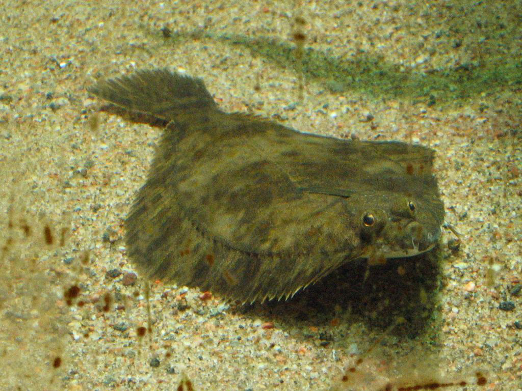 European-Flounder.jpg
