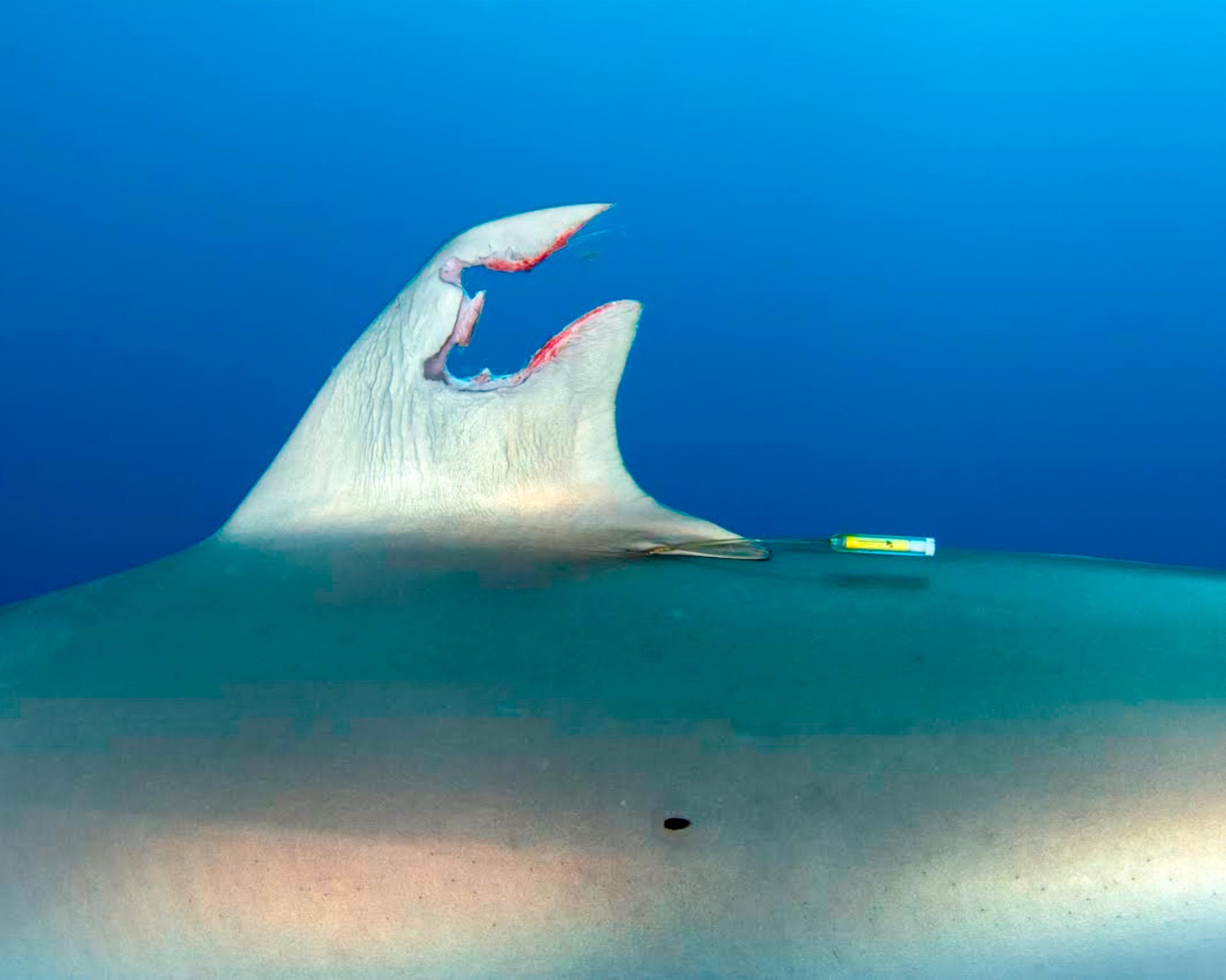 研究人员意外发现鲨鱼的神奇力量 能让被严重破坏的背鳍再生