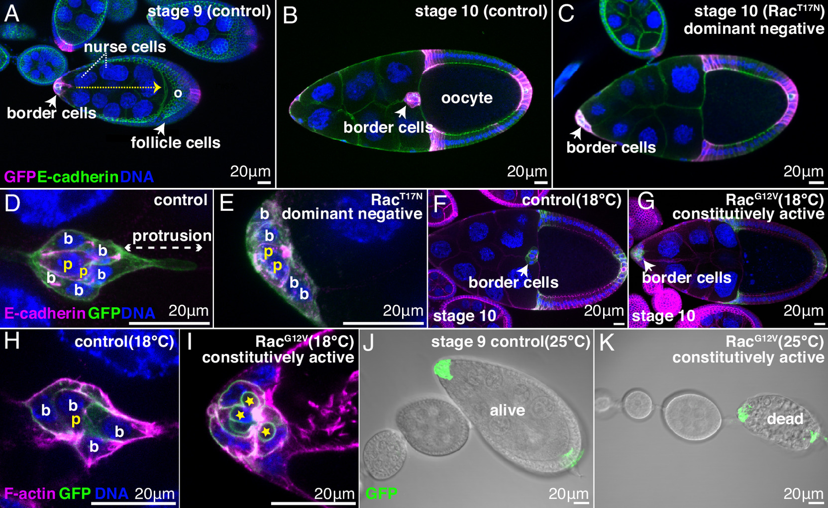 pnas.2310221120fig01.jpg