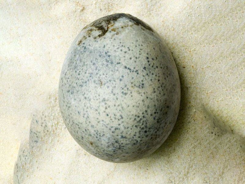英国出土1700年前鸡蛋发现仍有蛋液 但臭气熏天