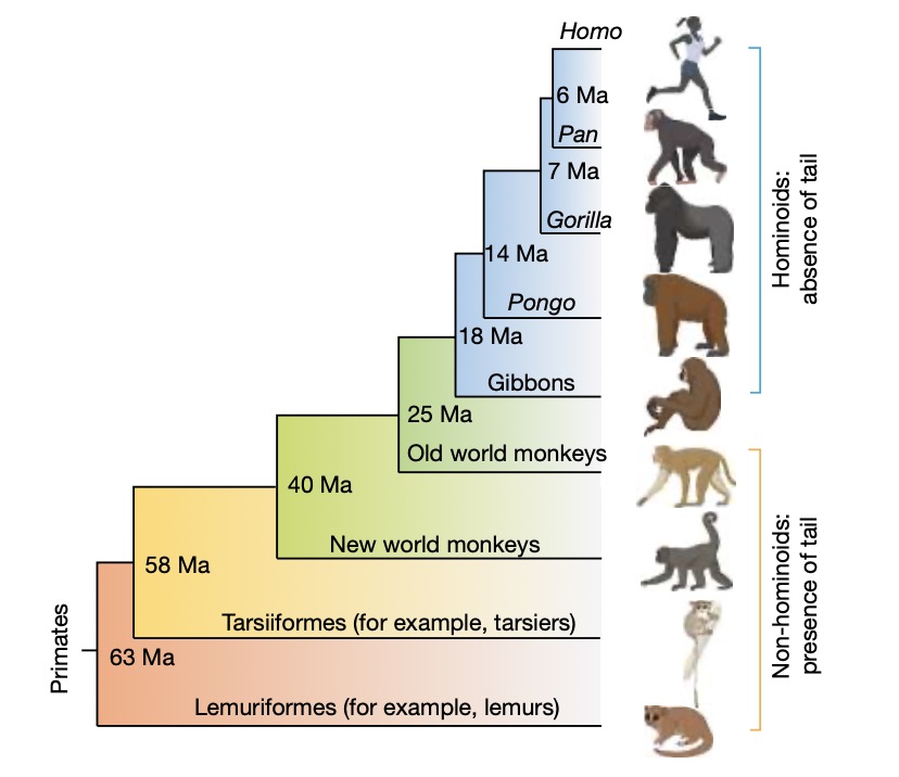 人与猿类如何在进化中“甩掉”尾巴