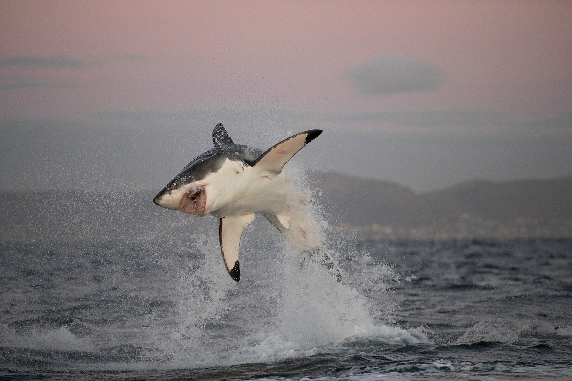Great-White-Shark-Breaching-in-False-Bay-South-Africa.jpg