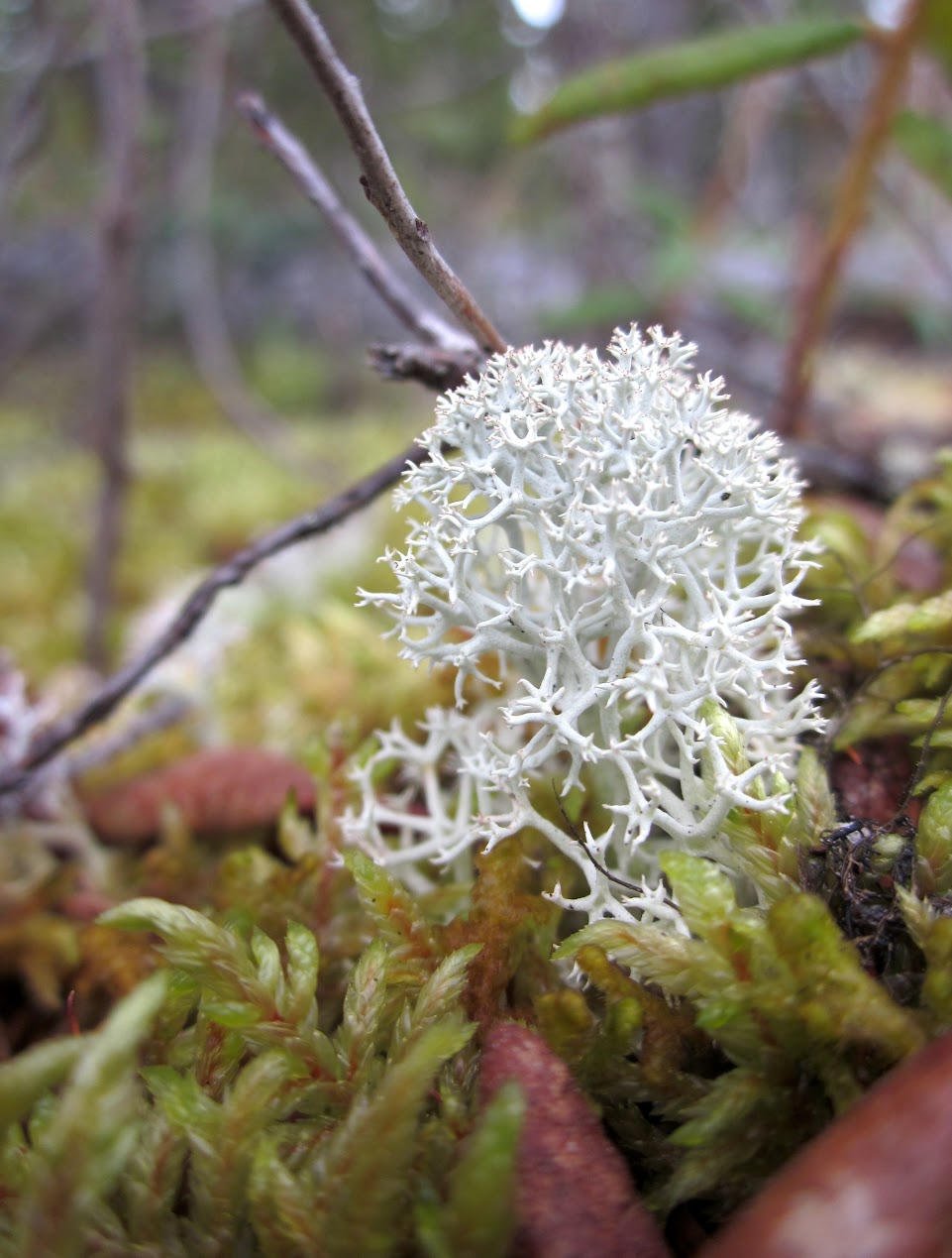 Moss-and-Lichen.jpg