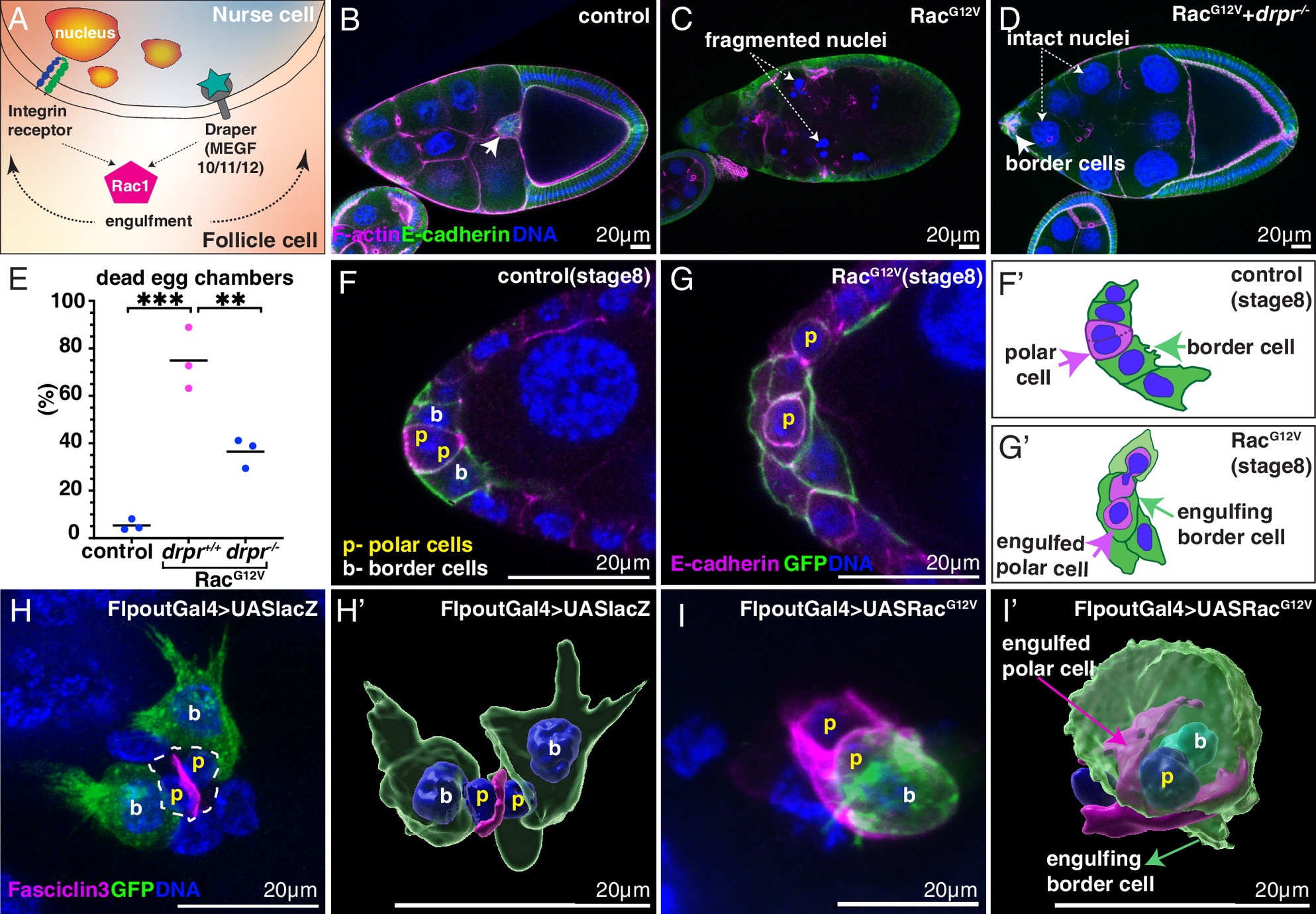 pnas.2310221120fig02.jpg