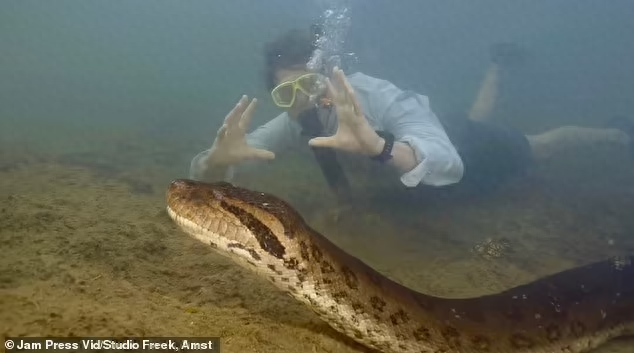 亚马逊发现巨蟒新物种：系现存最大蛇类 长7.5米重半吨