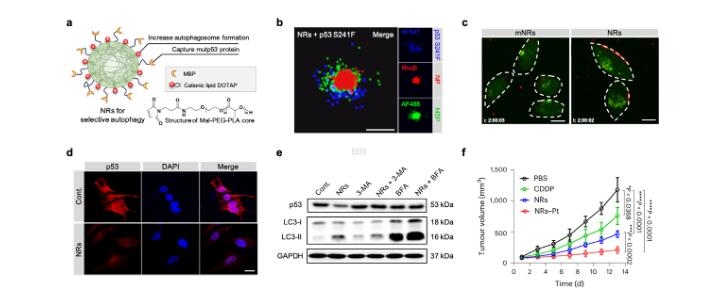 中国科学家在癌症精准治疗上获新突破