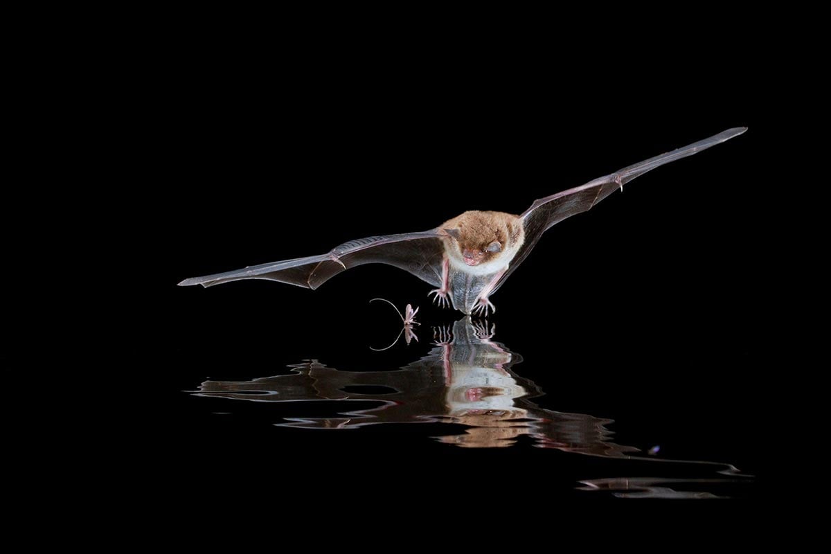 Myotis-Bat-Hunting.jpg