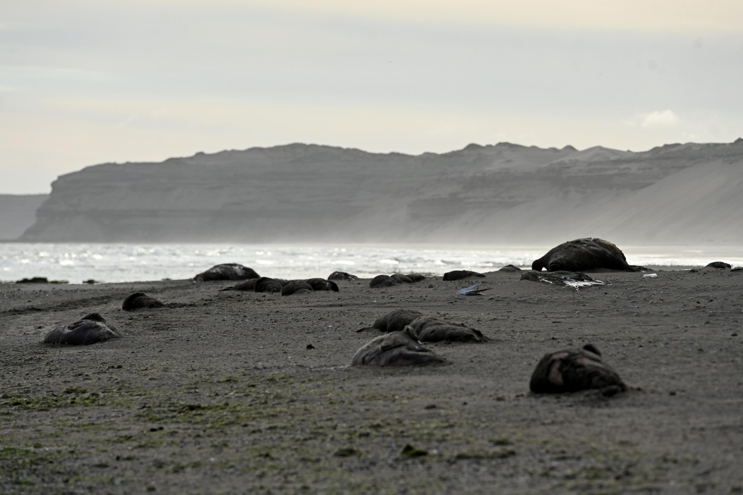 Elephant-Seals-Dead-on-Beach-in-Argentina-scaled.jpg
