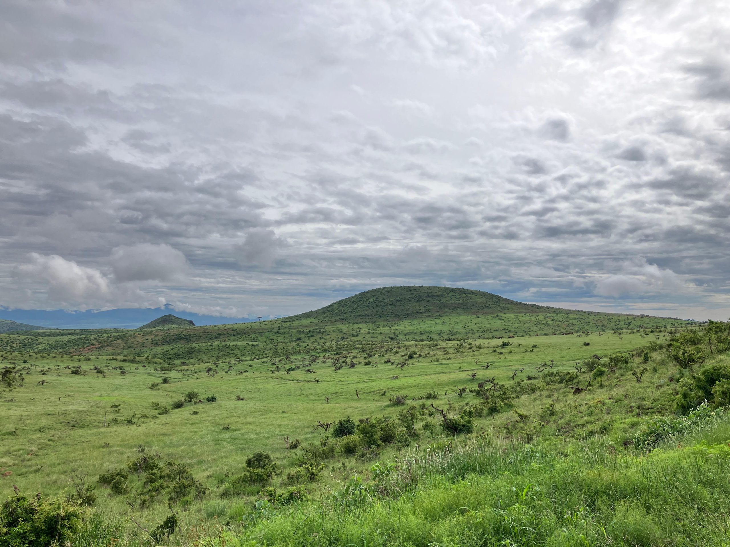 Grassland-Kenya-scaled.jpg
