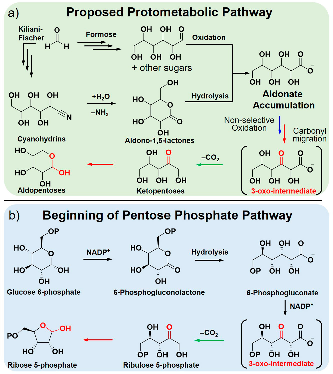 Two-Different-Pathways-Synthesis-of-Pentoses.jpg