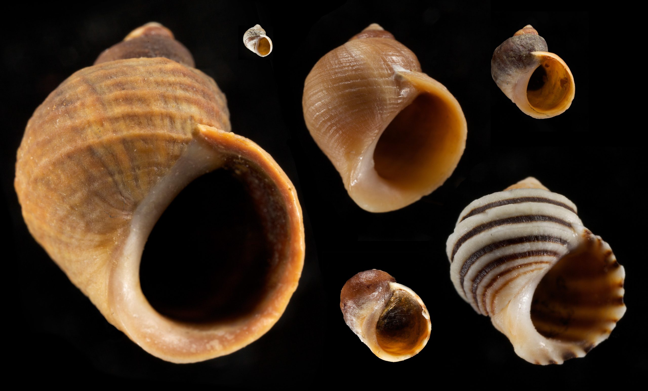 Littorina-Snails-scaled.jpg